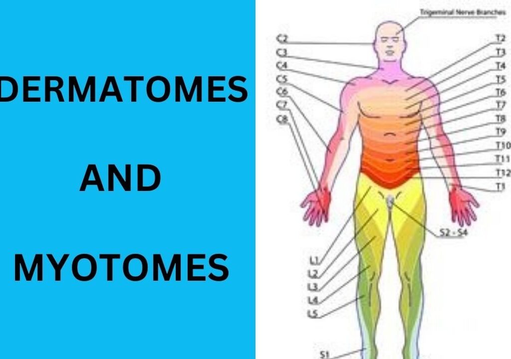 Dermatomes and Myotomes