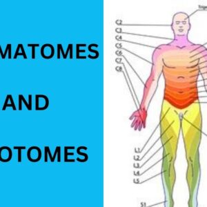Read more about the article Dermatomes and Myotomes [The Comprehensive Guide 2023]