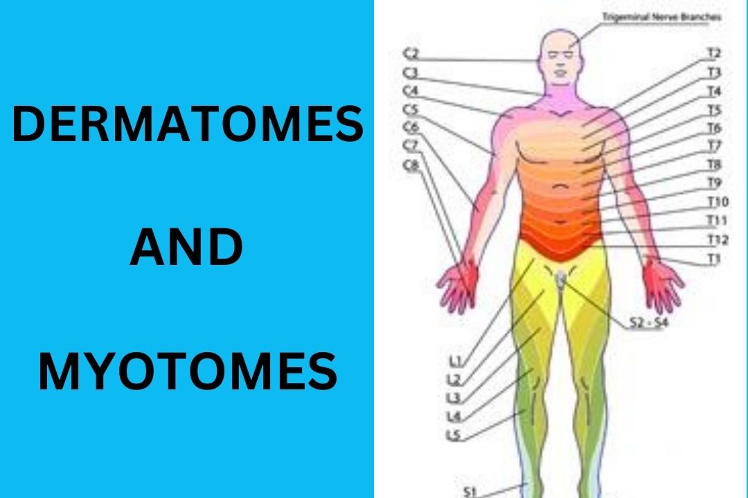 You are currently viewing Dermatomes and Myotomes [The Comprehensive Guide 2023]