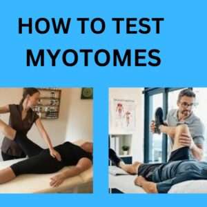 Read more about the article Become a Myotome Testing Pro