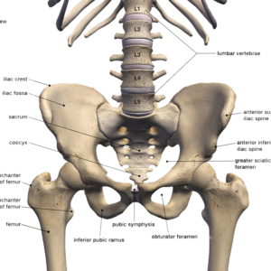 Pelvis Anatomy