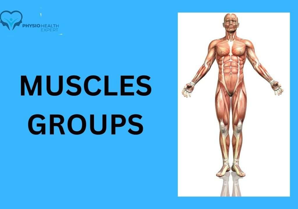 Muscles Groups