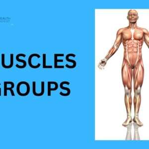 Read more about the article Muscles Groups-Physiohealthexpert [The Best Guide 2023]