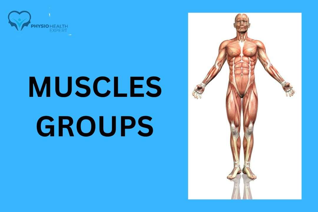 You are currently viewing Muscles Groups Explained (The Best Guide 2024)