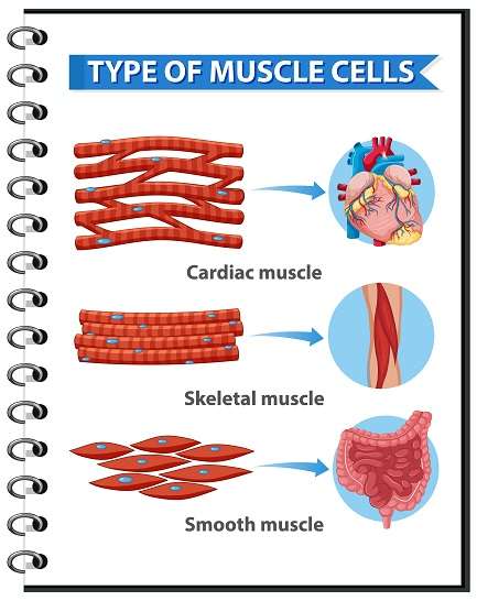 6 Ways To Classify Muscles [The Best Guide 2023]