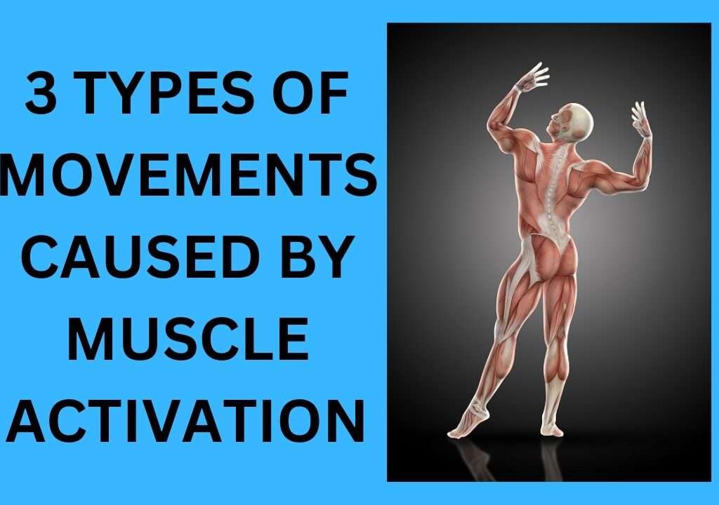 3 Types Of Movements Caused By Muscle Activation