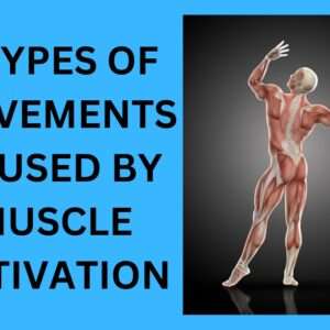 Read more about the article 3 Types Of Movements Caused By Muscle Activation