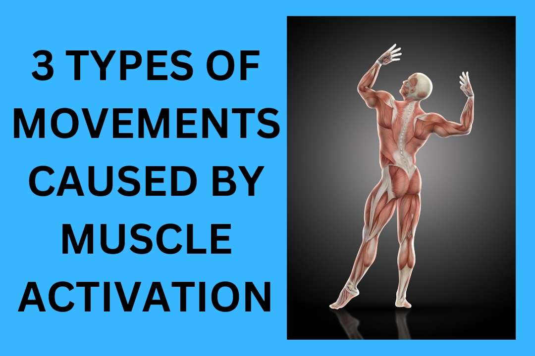 You are currently viewing 3 Types Of Movements Caused By Muscle Activation