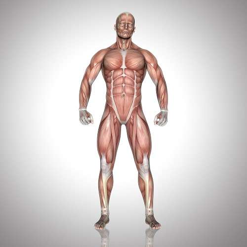 6 Ways To Classify Muscles [The Best Guide 2023]
