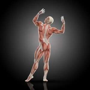 3d render medical figure bodybuilder with muscle map bodybuilding pose rear view