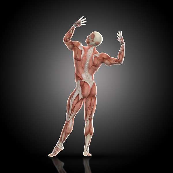 3 Types Of Movements Caused By Muscle Activation - Physio Health Expert