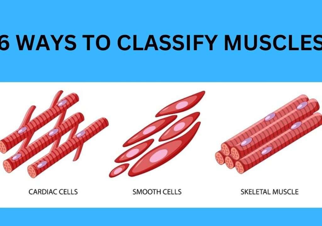 6 Ways To Classify Muscles