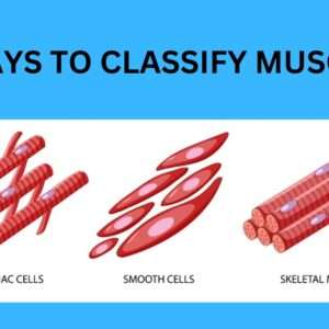 Read more about the article 6 Ways To Classify Muscles [The Best Guide 2023] 