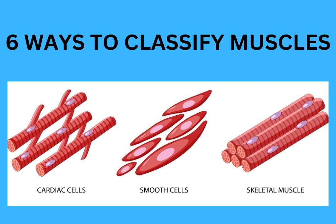 You are currently viewing 6 Ways To Classify Muscles [The Best Guide 2023] 