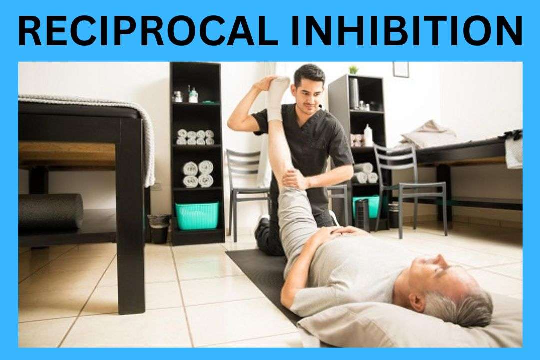 Reciprocal Inhibition Physiohealthexpert The Best Guide 2023