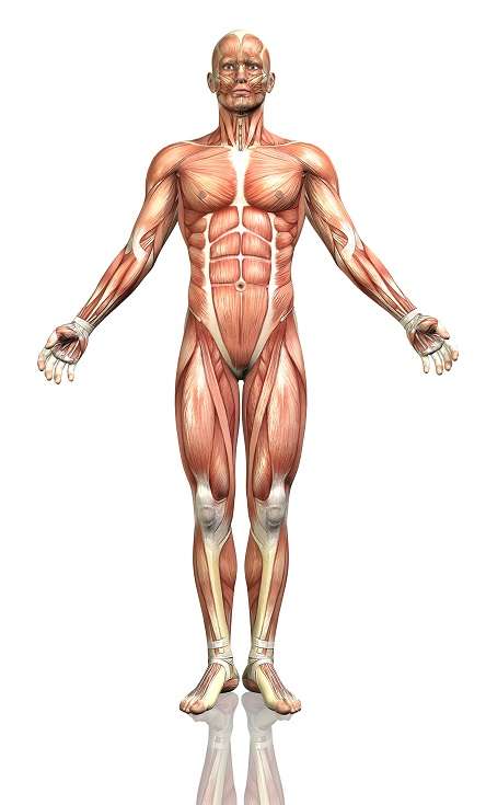 human body frontal