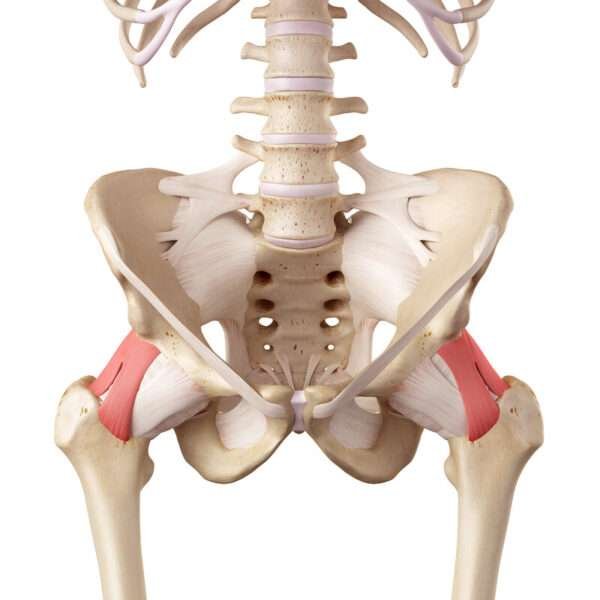 Understanding active and passive insufficiency in multi joint muscles